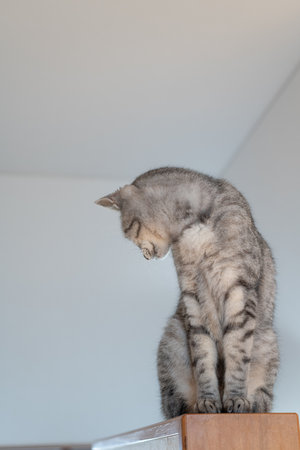 Cute cat relaxing in a high place. Tabby catの写真素材