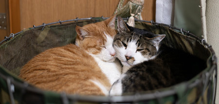 Two cats relaxing in their favorite spot