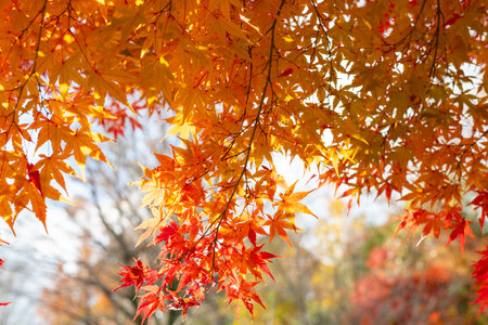 Beautiful autumn leaves illuminated by the light