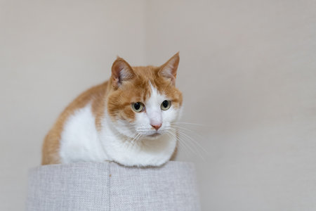 Cute cat relaxing on a cat towerの写真素材