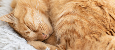 Cute cat sleeping by the window Brown tabby cat