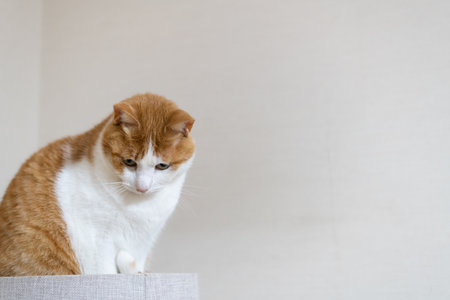 Cute cat relaxing on a cat tower Brown tabby whiteの写真素材