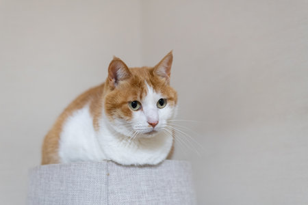 Cute cat relaxing on a cat tower Brown tabby whiteの写真素材