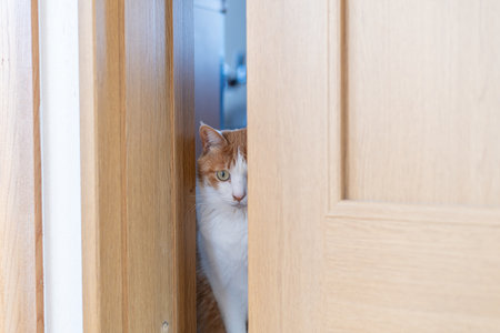 Cat peeking through the gap in the door, brown tabby and whiteの写真素材