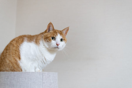 Cute cat relaxing on a cat tower Brown tabby whiteの写真素材