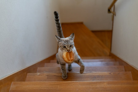 Cat running away with bread in mouthの写真素材