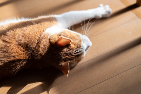 Relaxing cat brown tabby whiteの写真素材