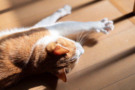 Relaxing cat brown tabby whiteの写真素材