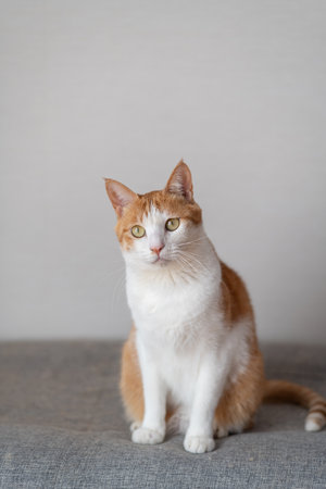 Sitting catの写真素材