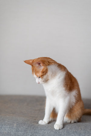 Sitting cat brown tabby whiteの写真素材