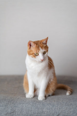 Sitting cat brown tabby whiteの写真素材