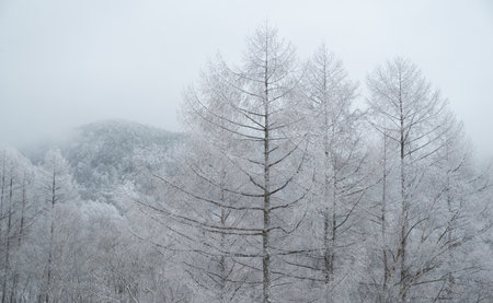 A combination of autumn larch leaves and snowの写真素材