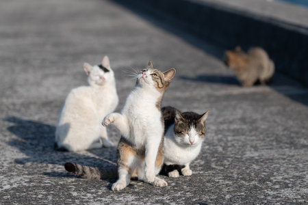 Cute cat standing up and reaching outの写真素材