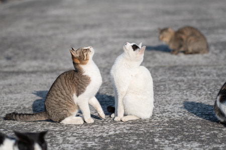 Two curious catsの写真素材