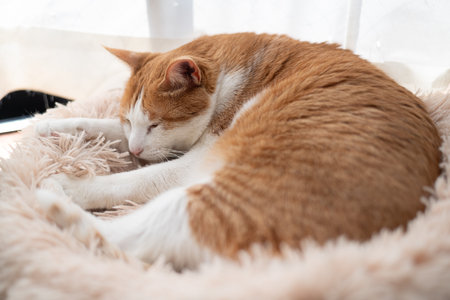 Cute cat sleeping by the window, brown tabby and whiteの写真素材