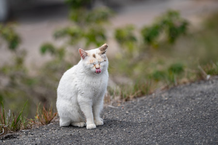 Cute stray cat sittingの写真素材