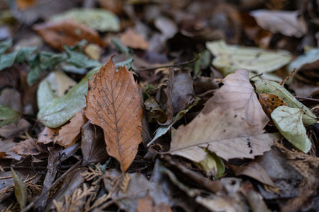 In the forest where fallen leaves spreadの写真素材