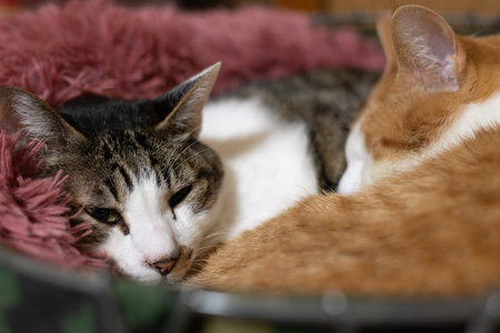 Two cats relaxing in their favorite spotの写真素材