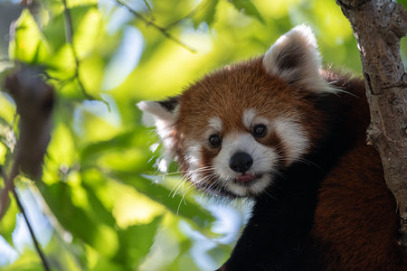 A red panda relaxing on a treeの写真素材