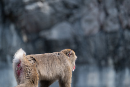 Staring Japanese monkeyの写真素材