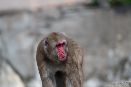 Staring Japanese monkey