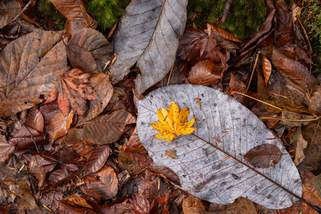 Autumn leaves at your feetの写真素材