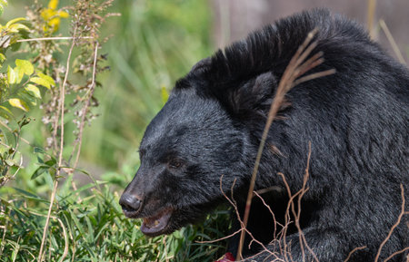 Asiatic black bearの写真素材