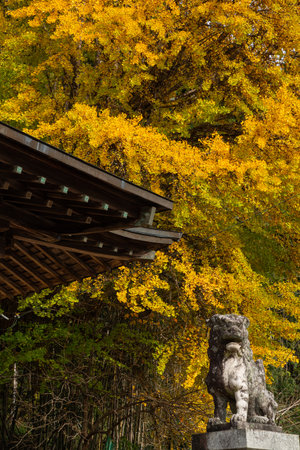 Autumnal ginkgo tree and lion statuesの写真素材