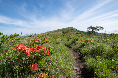 Kirigamine: A refreshing plateau where rhododendrons bloomの写真素材