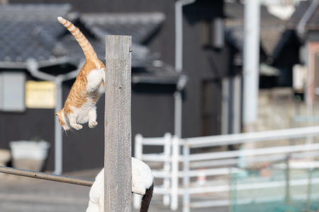 Cat jumping off a wooden stickの写真素材