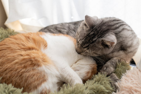 Two cute cats relaxing by the window