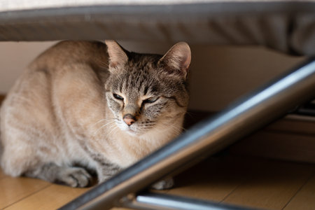 Cat hiding under furniture Siamese tabby cat