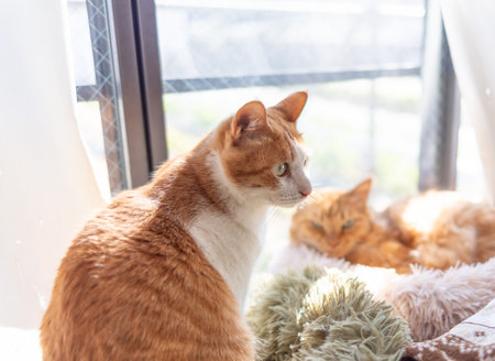 Cute cat relaxing by the window, brown tabby and white