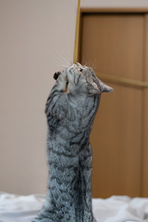 Cute cat playing with a toy