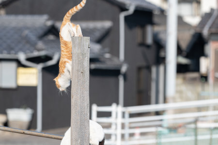 Cat jumping off a wooden stickの写真素材