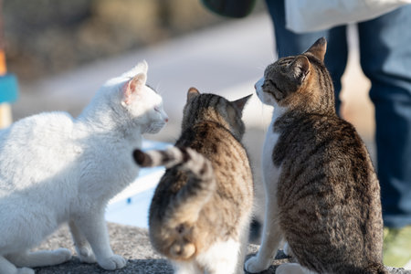 Three cute cats approaching someone's feetの写真素材