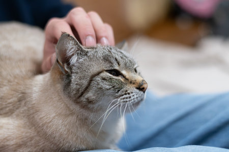 Owner petting his cute cat Siamese tabby catの写真素材