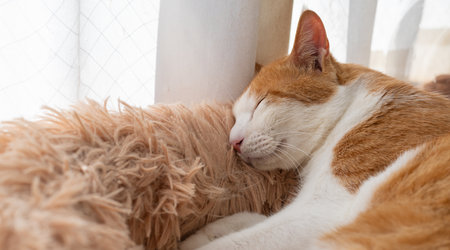 Cute cat sleeping by the window, brown tabby and white