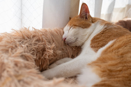 Cute cat sleeping by the window, brown tabby and whiteの写真素材