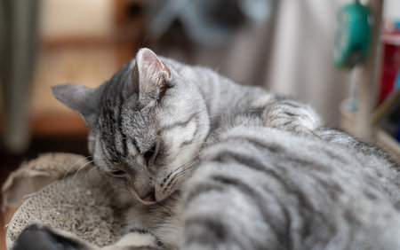 Cute cat grooming Mackerel tabby catの写真素材