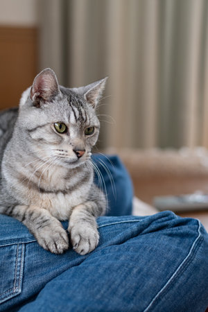 A cute cat relaxing on the owner's feet. A tabby cat