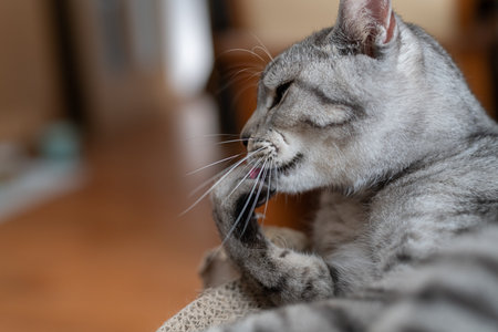 Cute cat grooming Mackerel tabby cat