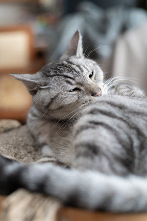 Cute cat grooming Mackerel tabby catの写真素材