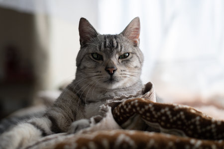 Cute cat staring, brown tabby cat