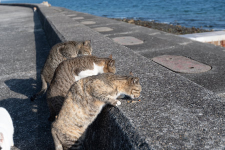 Cats eating together on the bankの写真素材