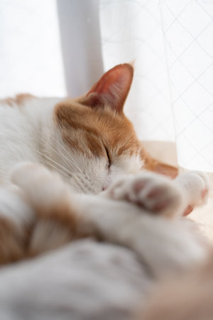 Cute cat sleeping by the windowの写真素材