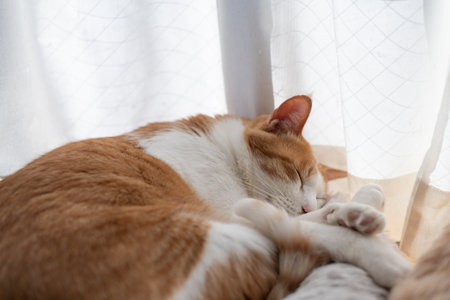 Cute cat sleeping by the window, brown tabby and whiteの写真素材