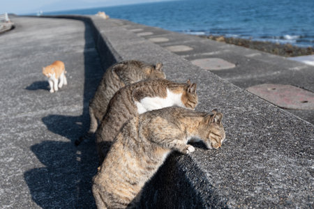 Cats eating together on the bankの写真素材