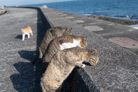 Cats eating together on the bankの写真素材