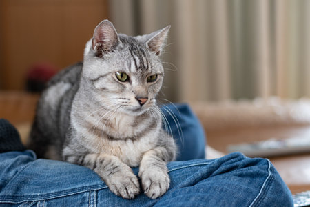 A cute cat relaxing on the owner's feet. A tabby catの写真素材